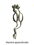 appendicule
