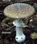 anneau