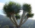 acropodial dracaena arborea
