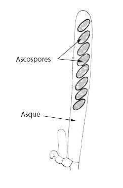 ascospore