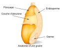 aleurone