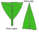 aigu