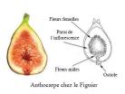 Anthocarpe figue