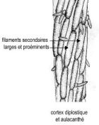 aulacanthe