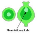 placentation apicale