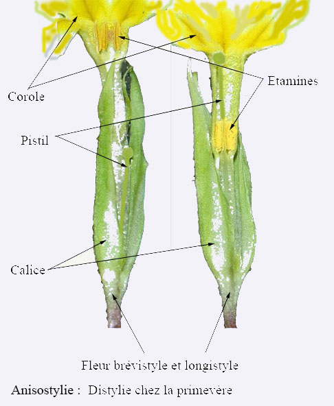 Anisostylie