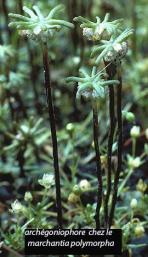 archegoniophore marchantia polymorpha