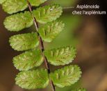 asplenioide asplenium