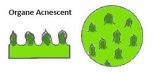 acnescent