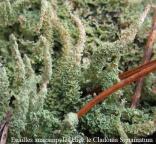 Anacampyle Cladonia squamosa