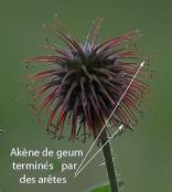 arete geum