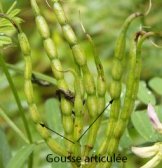 articule gousse coronille