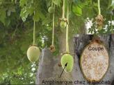 amphisarque baobab