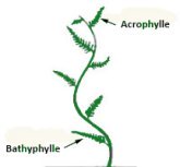 acrophylle