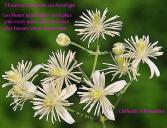 fleurs acrofuges clematis