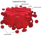 appareil golgi