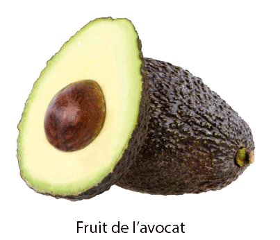 avocat