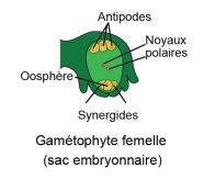 Antipodes