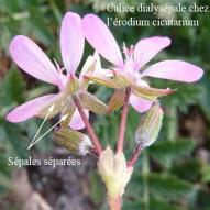 aposepale erodium cicutarium 