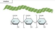 amylose