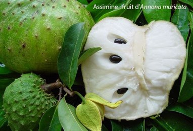 assimine annona muricata