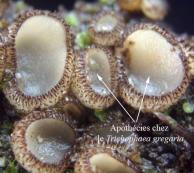 apothecie Trichophaea gregaria