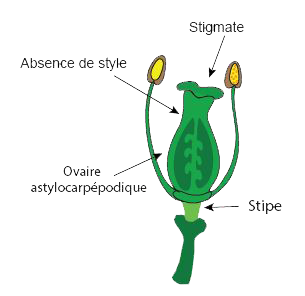 astylocarpepodique