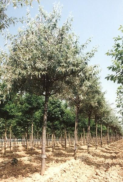 arbuste elaeagnus angustifolia