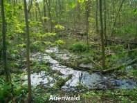 auenwald