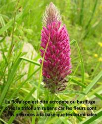 acropete trifolium rubens