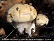 arachneen cortinarius 
