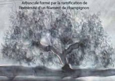 arbuscule