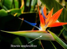 amplexiflore