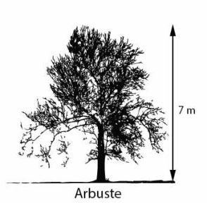 arbuste
