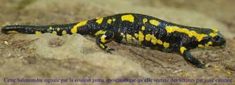 aposematique salamandre
