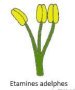adelphes