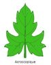 acroscopique