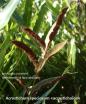 acrostichoide Acrostichum speciosum