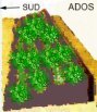ados