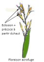 acrofuge