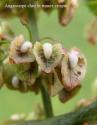 angiocarpe rumex crispus