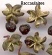 baccaulaire