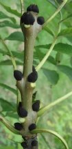 bourgeon fraxinus exelsior