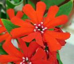 Bifide Lychnis calcedonica