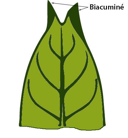 biacumine