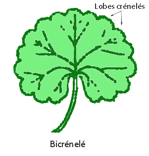 bicrenele