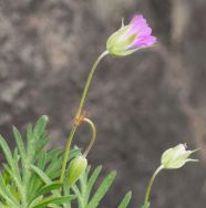 biflore