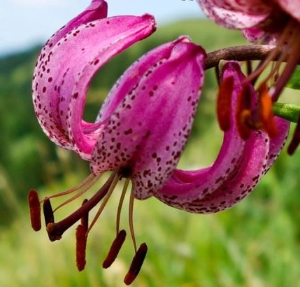 Bisexue Lilium martagon