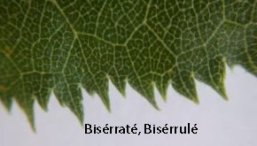 Bisserate