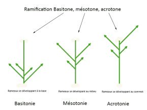 Basitone